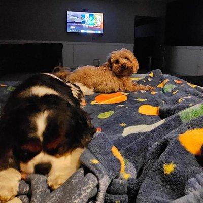Camp Ruff It