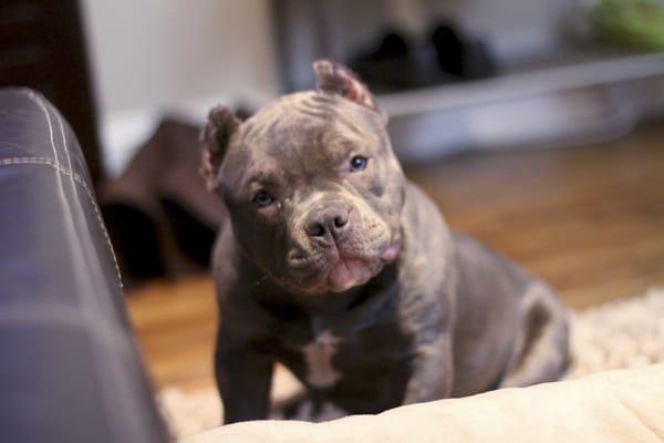 My beautiful Ritzy, delivered and cropped at Cypress Animal Hospital. I cant thank Dr. Stone enough for the years of great care!