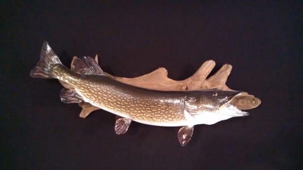 Dave's Fish Mounting