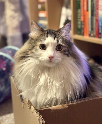 Peavine Animal Hospital