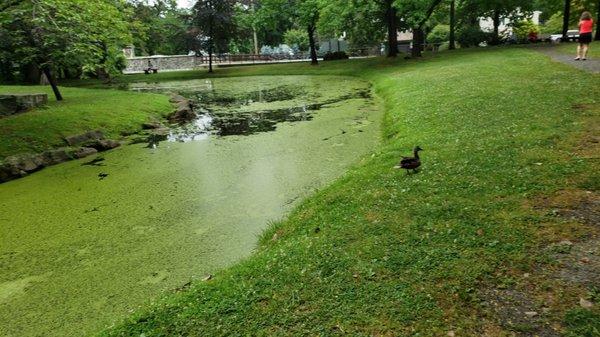 creek area behind the library