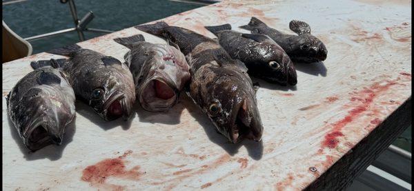 Tidewind Sportfishing