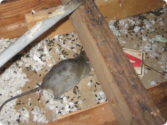 Bro Rodent Proofing