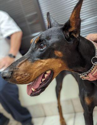Bella is an anxious pup, but she still loves coming here.
