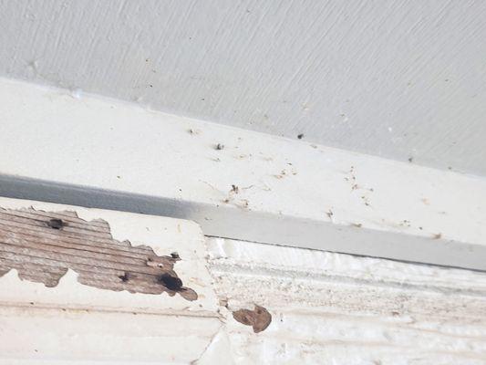 White Knight Pest Control, Inc.