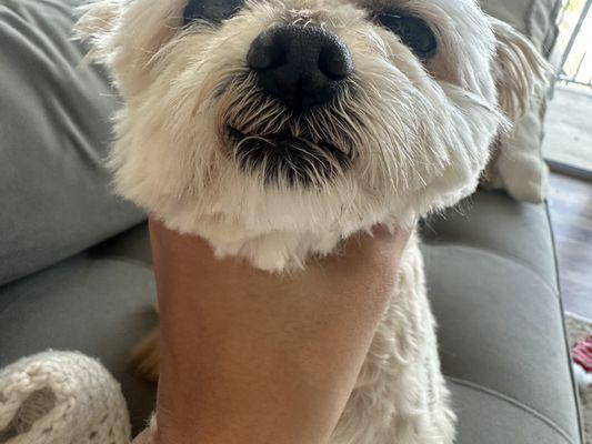 Paw Palace of Atlanta