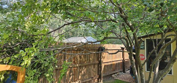 Kyle Deans Tree Service