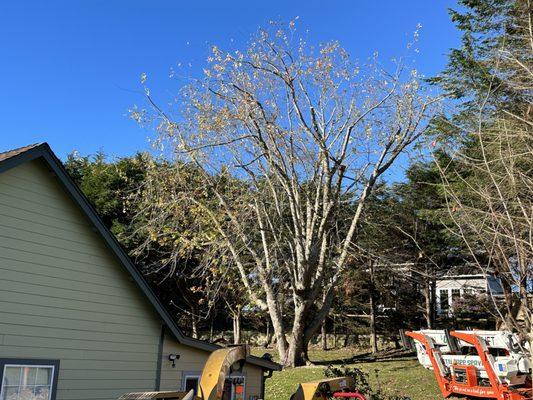 Coastal Tree Service