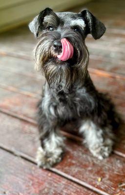 Dia, AKC Salt and Pepper Miniature Schnauzer