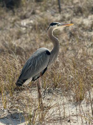 Donna Knauer - Avenue Realty