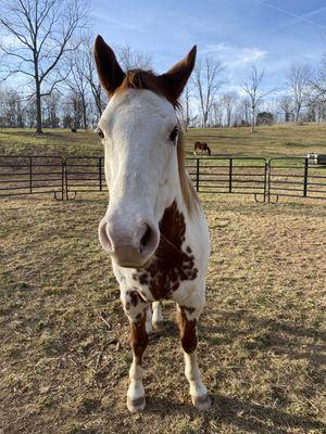 Flat Rock Equestrian Estate