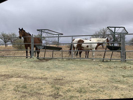 Buffalo Corral Riding Stables