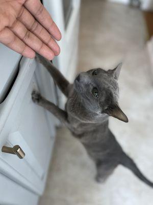 Snuggle Buddy Pet Care