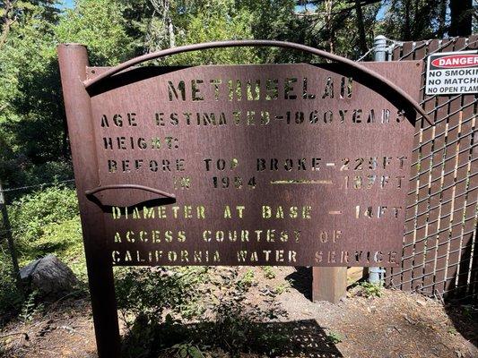 Methuselah Tree Signage