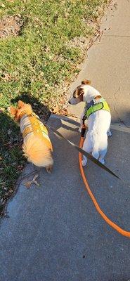 Pals with Paws Pet Services