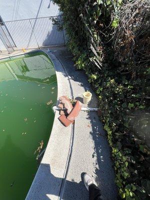 A green pool filled with mosquito larva