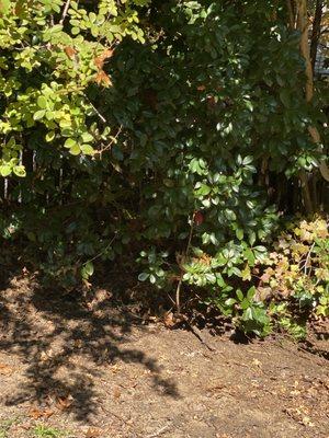 Winder Lawncare Services