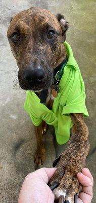 Lime Painting of Houston