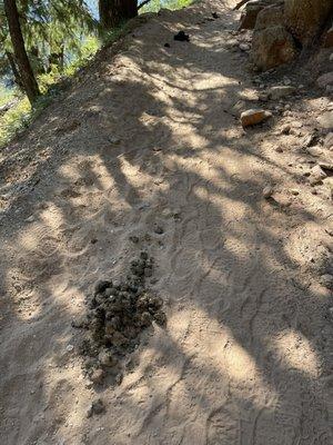 Mule droppings from Canyon Trails rental at Grand Canyon.