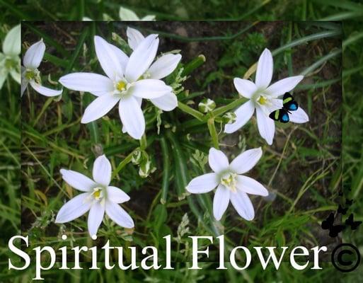 Spiritual Flower