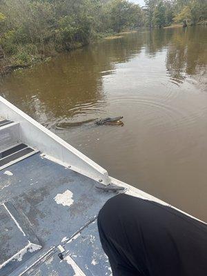 Rajun Cajun Swamp Tours