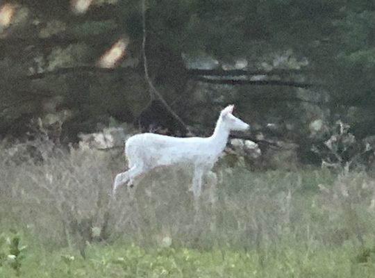 Albino Deer - Amazingly rare... walking around near campus.