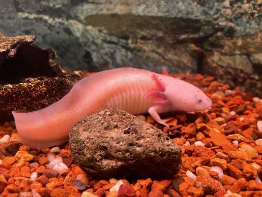 Boiling Springs Pet World