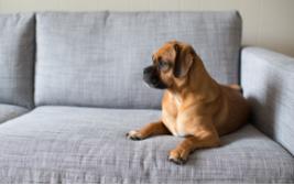 Sanctified Carpet & Upholstery Cleaning