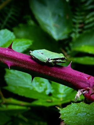 Farrel's Marsh Wildlife Area