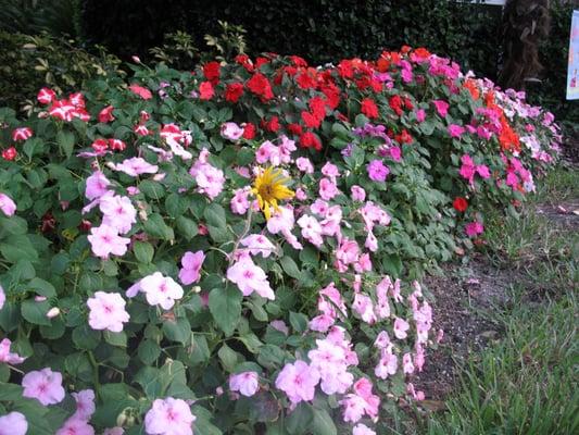 Davidson Landscape & Irrigation