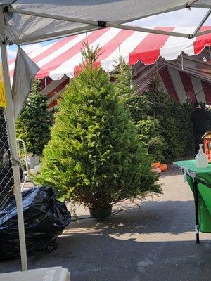 Sal's Pumpkins and Christmas Trees