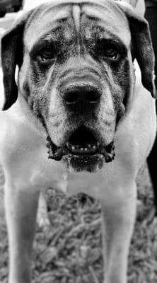 Hereford Bed and Biscuit