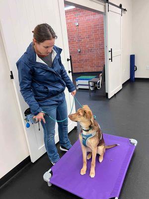 Ralphie showing off his pretty sit