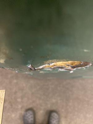 Lake Shore Park Apartments