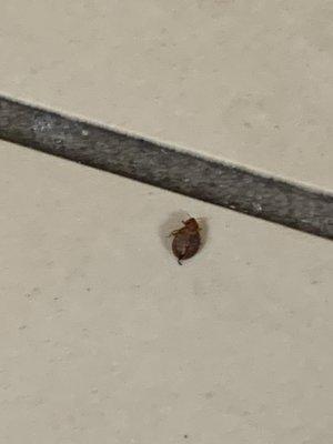 Bed bugs
