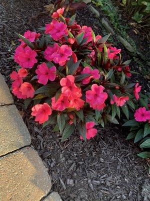 Joseph Daniele Landscape Design & Irrigation