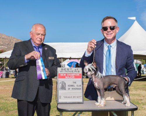 This is Ziggy after a trip to the K9 Country Club! They will make your dog look like a Champion too!