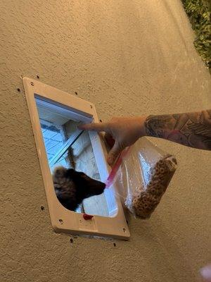 Lucy the Lemur being coaxed out with treats