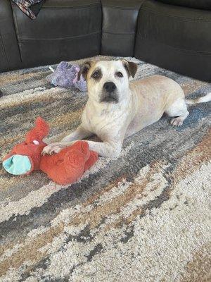 Animal Dermatology Clinic