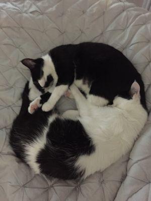Lucy & Reinfield back home happy, healthy, and feeling comfortable enough to curl up for a nap in record time!