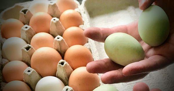 We have been getting about 15 to 20 eggs every day. Free-range, organic eggs are the best!