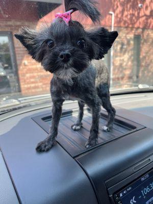 All 4 Paws Dog and Cat Grooming