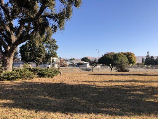 Roughly 450 year old valley oak at St Stephen's in-the-Field.