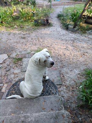 Suwannee Co Animal Shelter