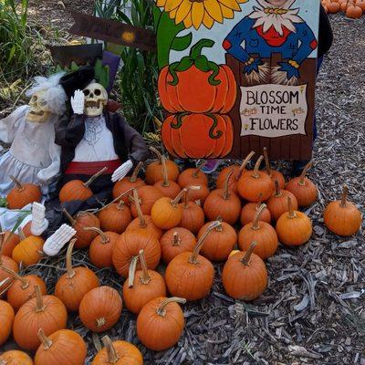 Blossom Time Flowers