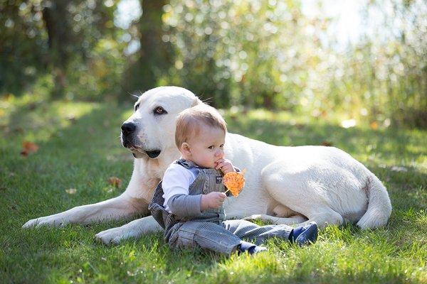 Certified Michigan Dog Trainer