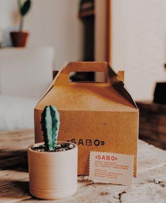 Custom potted cactus. Custom potting services are available.