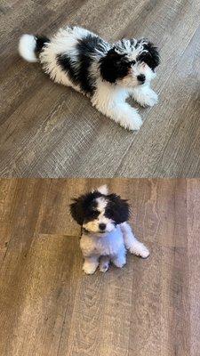 Bubbles & Bows Mobile Grooming