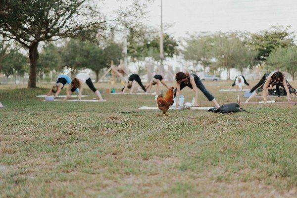 Rooster yoga!