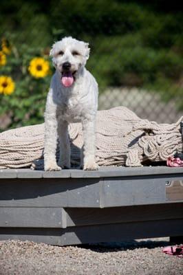 Pilgrim Bark Park